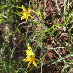 Tricoryne elatior (Yellow Rush Lily) at Lower Boro, NSW - 6 Mar 2020 by mcleana