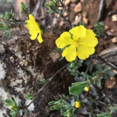 Hibbertia obtusifolia (Grey Guinea-flower) at Lower Boro, NSW - 6 Mar 2020 by mcleana