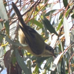 Melithreptus brevirostris (Brown-headed Honeyeater) at Lower Boro, NSW - 7 Mar 2020 by mcleana