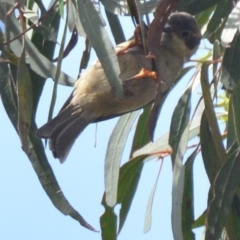 Melithreptus brevirostris at Lower Boro, NSW - 7 Mar 2020