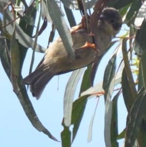 Melithreptus brevirostris at Lower Boro, NSW - 7 Mar 2020