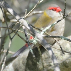 Neochmia temporalis (Red-browed Finch) at Lower Boro, NSW - 7 Mar 2020 by mcleana