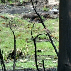 Petroica phoenicea at Paddys River, ACT - 6 Mar 2020