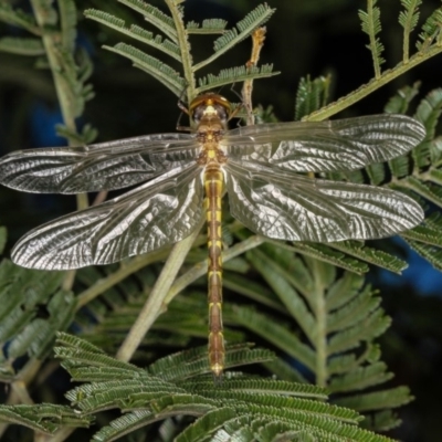 Hemicordulia sp. (genus) (an emerald) at Bruce Ridge to Gossan Hill - 12 Jan 2012 by Bron