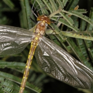 Hemicordulia sp. (genus) at Bruce, ACT - 12 Jan 2012