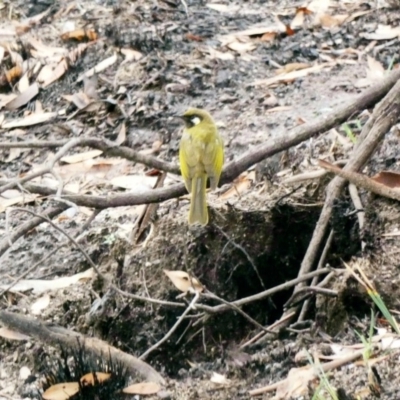 Nesoptilotis leucotis (White-eared Honeyeater) at Gibraltar Pines - 6 Mar 2020 by Ct1000