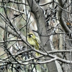 Nesoptilotis leucotis at Paddys River, ACT - 6 Mar 2020