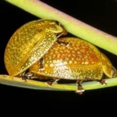 Paropsisterna cloelia (Eucalyptus variegated beetle) at Bruce Ridge - 12 Jan 2012 by Bron