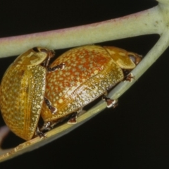 Paropsisterna cloelia at Bruce, ACT - 12 Jan 2012 11:07 AM