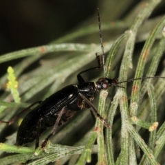 Tanychilus striatus at suppressed - 12 Jan 2012