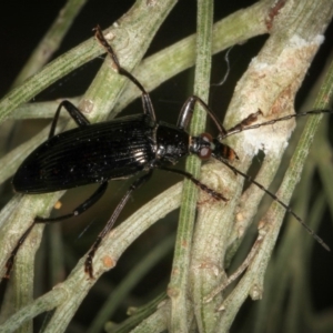 Tanychilus striatus at suppressed - 12 Jan 2012