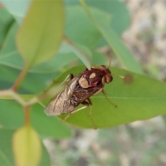 Pergagrapta polita (Sawfly) at Mount Painter - 6 Mar 2020 by CathB