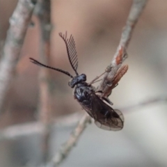 Polyclonus atratus (A sawfly) at Mount Painter - 8 Mar 2020 by CathB