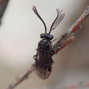 Polyclonus atratus at Cook, ACT - 8 Mar 2020