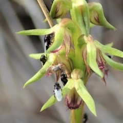 Milichiidae (family) (Freeloader fly) at Dunlop, ACT - 8 Mar 2020 by CathB