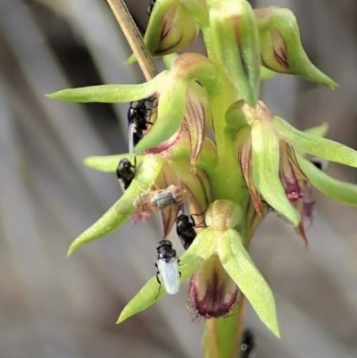 Milichiidae (family) (Freeloader fly) at Dunlop, ACT - 8 Mar 2020 by CathB