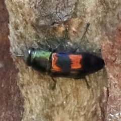 Melobasis sp. (genus) (Unidentified Melobasis jewel Beetle) at Ainslie, ACT - 9 Mar 2020 by jb2602