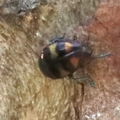 Melobasis sp. (genus) at Ainslie, ACT - 9 Mar 2020