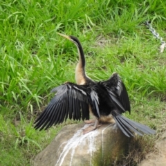 Anhinga novaehollandiae (Australasian Darter) at Wingecarribee Local Government Area - 10 Mar 2020 by GlossyGal