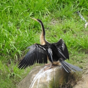 Anhinga novaehollandiae at Burradoo - 10 Mar 2020