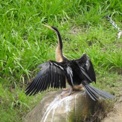 Anhinga novaehollandiae (Australasian Darter) at Burradoo, NSW - 10 Mar 2020 by GlossyGal