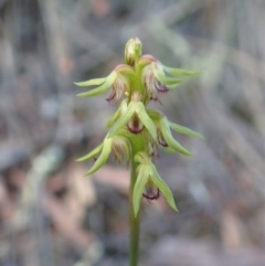 Corunastylis cornuta (Horned Midge Orchid) at Aranda, ACT - 9 Mar 2020 by CathB
