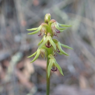 Corunastylis cornuta (Horned Midge Orchid) at Aranda, ACT - 9 Mar 2020 by CathB