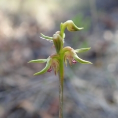 Corunastylis cornuta at Aranda, ACT - 9 Mar 2020