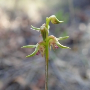 Corunastylis cornuta at Aranda, ACT - 9 Mar 2020