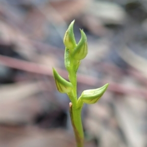 Corunastylis cornuta at Aranda, ACT - 9 Mar 2020