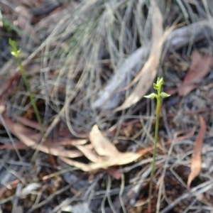 Corunastylis cornuta at Aranda, ACT - 9 Mar 2020