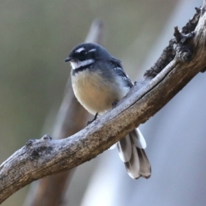 Rhipidura albiscapa at Hackett, ACT - 9 Mar 2020