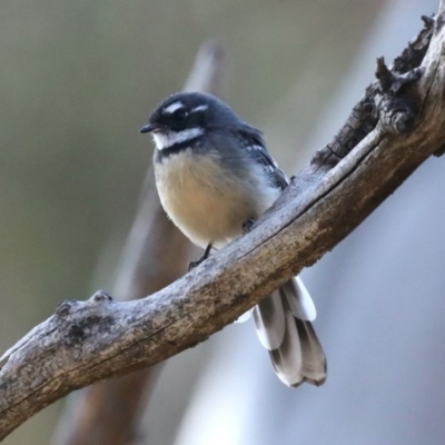 Rhipidura albiscapa (Grey Fantail) at Hackett, ACT - 9 Mar 2020 by jb2602