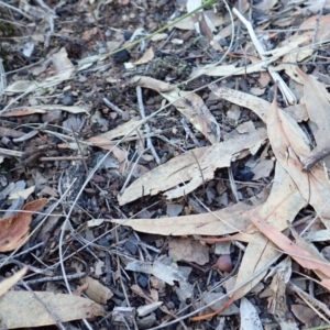 Corunastylis clivicola at Aranda, ACT - 9 Mar 2020