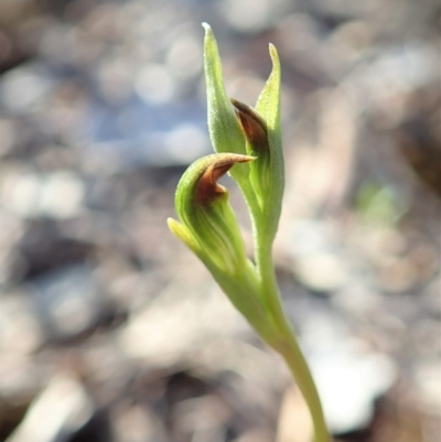 Speculantha rubescens (Blushing Tiny Greenhood) at Aranda Bushland - 9 Mar 2020 by CathB