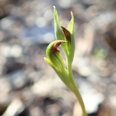 Speculantha rubescens (Blushing Tiny Greenhood) at Aranda, ACT - 9 Mar 2020 by CathB