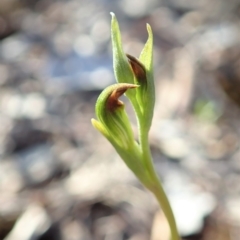 Speculantha rubescens (Blushing Tiny Greenhood) at Aranda, ACT - 9 Mar 2020 by CathB