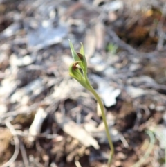 Speculantha rubescens at Aranda, ACT - suppressed