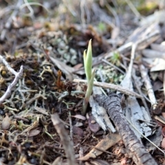 Speculantha rubescens at Aranda, ACT - 9 Mar 2020