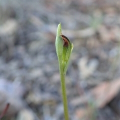 Speculantha rubescens at Aranda, ACT - suppressed