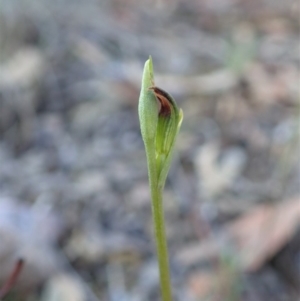 Speculantha rubescens at Aranda, ACT - 9 Mar 2020