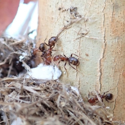 Papyrius nitidus (Shining Coconut Ant) at Cook, ACT - 1 Mar 2020 by CathB
