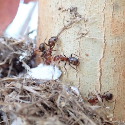 Papyrius nitidus (Shining Coconut Ant) at Cook, ACT - 29 Feb 2020 by CathB