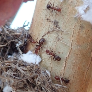 Papyrius nitidus at Cook, ACT - suppressed