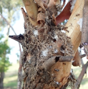 Papyrius nitidus at Cook, ACT - suppressed