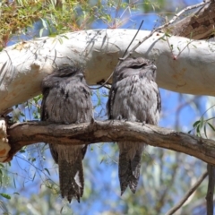 Podargus strigoides (Tawny Frogmouth) at Hackett, ACT - 10 Mar 2020 by TimL