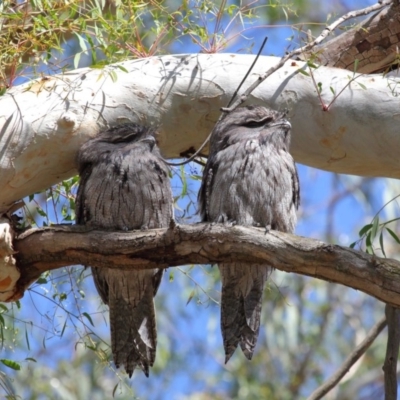 Podargus strigoides (Tawny Frogmouth) at ANBG - 9 Mar 2020 by Tim L
