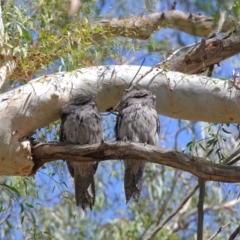 Podargus strigoides at Hackett, ACT - 10 Mar 2020