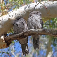 Podargus strigoides at Hackett, ACT - 10 Mar 2020