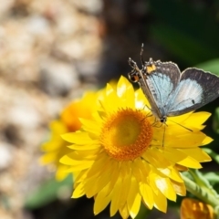 Jalmenus evagoras (Imperial Hairstreak) at ANBG - 10 Mar 2020 by Roger